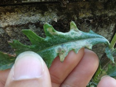 Stigmella ogygia