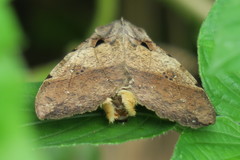 Serrodes