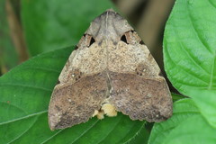 Serrodes