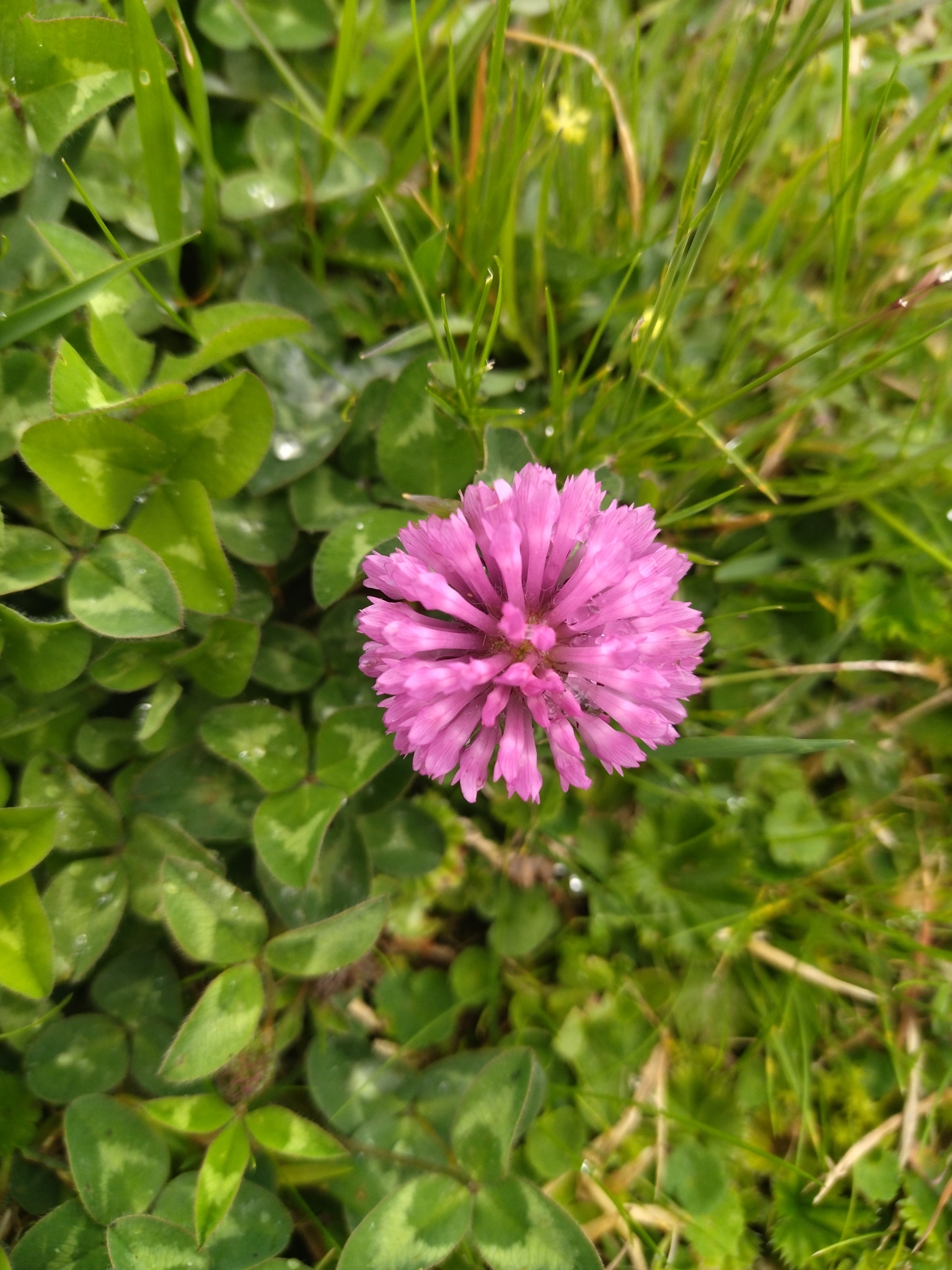 Trifolium pratense image