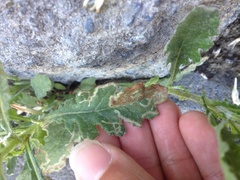 Phytomyza syngenesiae