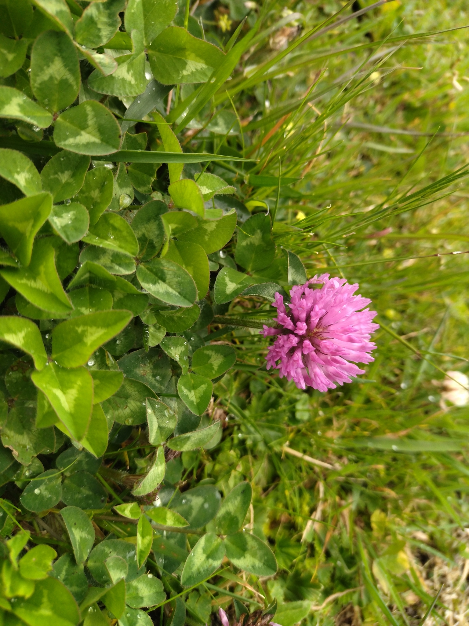 Trifolium pratense image