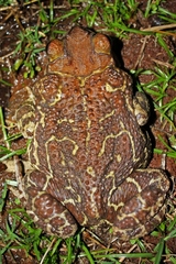 Peltophryne peltocephala
