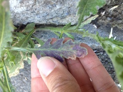 Phytomyza syngenesiae