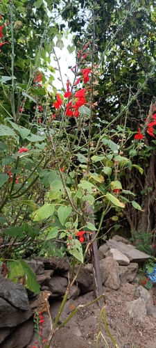 Image of Salvia exserta by no rights reserved