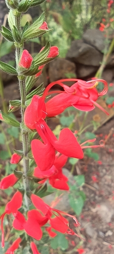 Image of Salvia exserta by no rights reserved