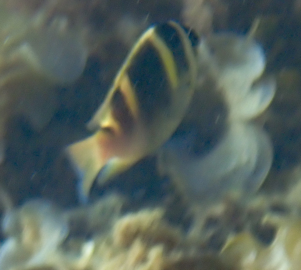 Banded Damsel