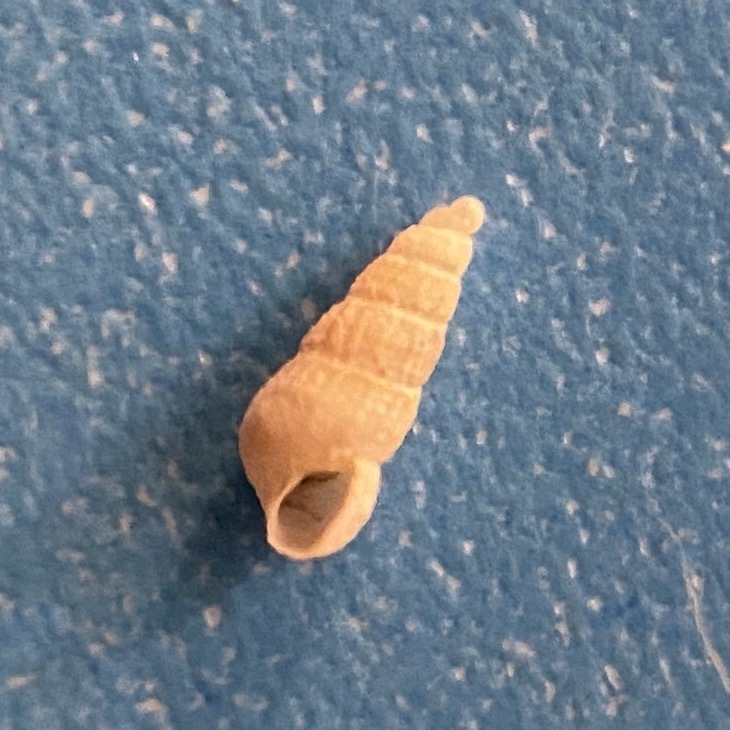 Interrupted Turbonille