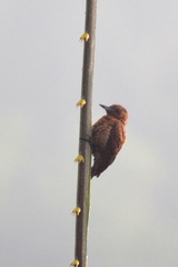 Micropternus brachyurus