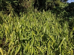 Microstegium ciliatum