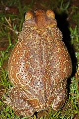 Peltophryne peltocephala