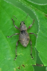 Metapocyrtus adspersus