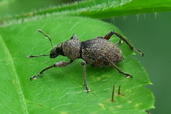 Metapocyrtus adspersus