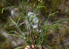 Muraltia pauciflora