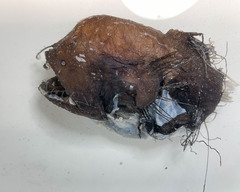 Fanfin Angler photo 4