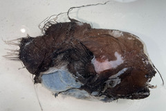 Fanfin Angler photo 5