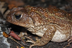 Peltophryne peltocephala