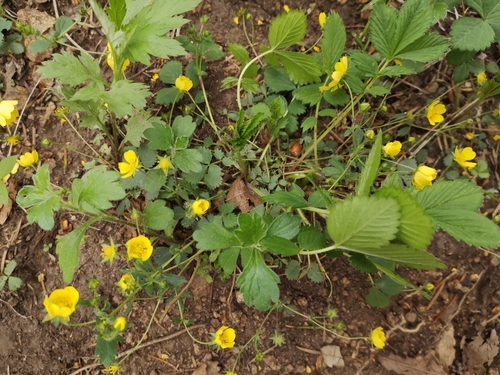 Sunny-place cinquefoil