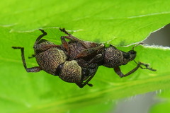 Metapocyrtus adspersus