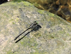 Stylogomphus albistylus