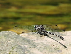 Stylogomphus albistylus