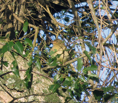 Chlorocichla flaviventris