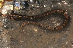 Pholis gunnellus