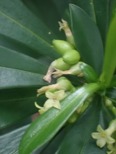 Daphne laureola