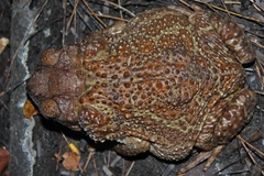 Peltophryne peltocephala