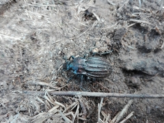 Carabus melancholicus