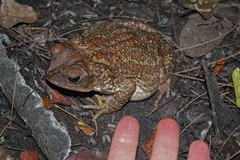 Peltophryne peltocephala