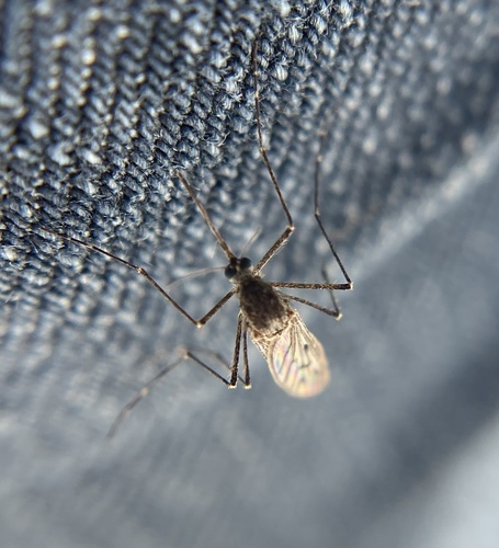 Alaskan winter mosquito photo 2