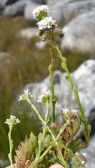 Pseudoselago ascendens