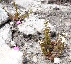 Pseudoselago ascendens