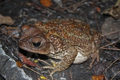 Peltophryne peltocephala