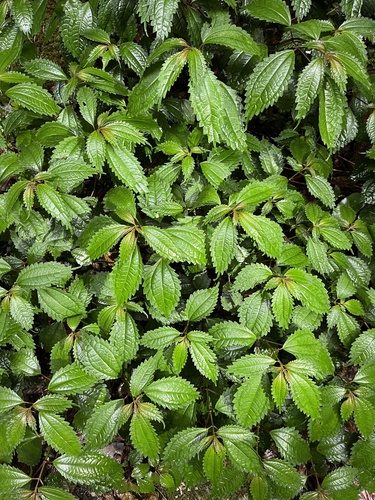 Pilea sinofasciata iNat (3)