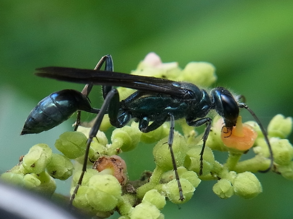 日本蓝泥蜂 西双版纳的蜂子 Inaturalist