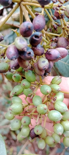 Viburnum tinoides, 2023-05-06