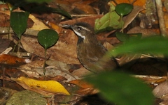 Oreoscopus gutturalis