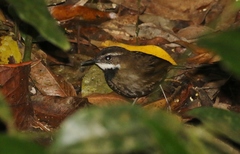 Oreoscopus gutturalis