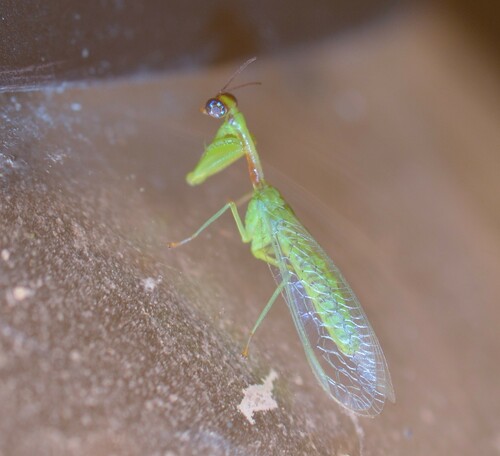 Green Mantisfly photo 6