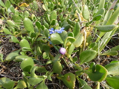 Scaevola calendulacea