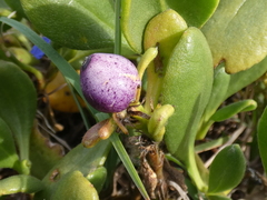 Scaevola calendulacea