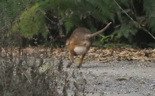 Red-legged Pademelon, photo 5 of 10