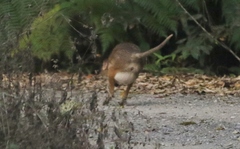 Red-Legged Pademelon photo 4