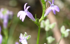 Lobelia urens