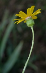 Oresbia heterocarpa