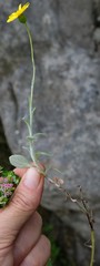 Oresbia heterocarpa
