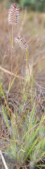 Tribolium brachystachyum