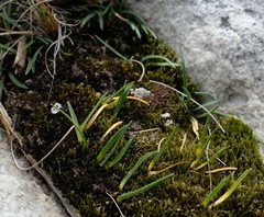 Ornithogalum schlechterianum